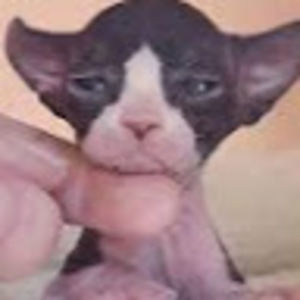 Meet your Posher, Tori